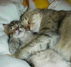 Sweet Dream Poetry